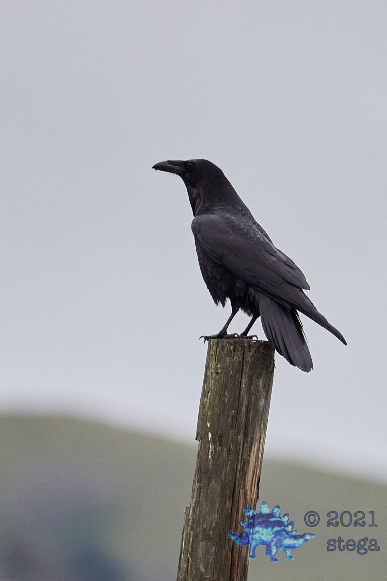 Raven