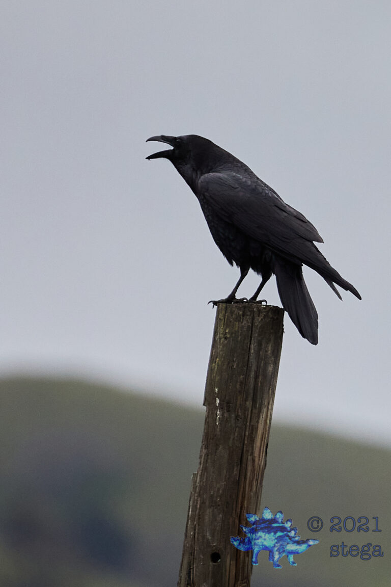 Raven