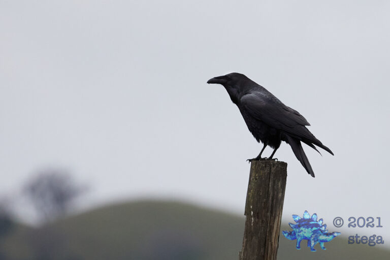 Raven