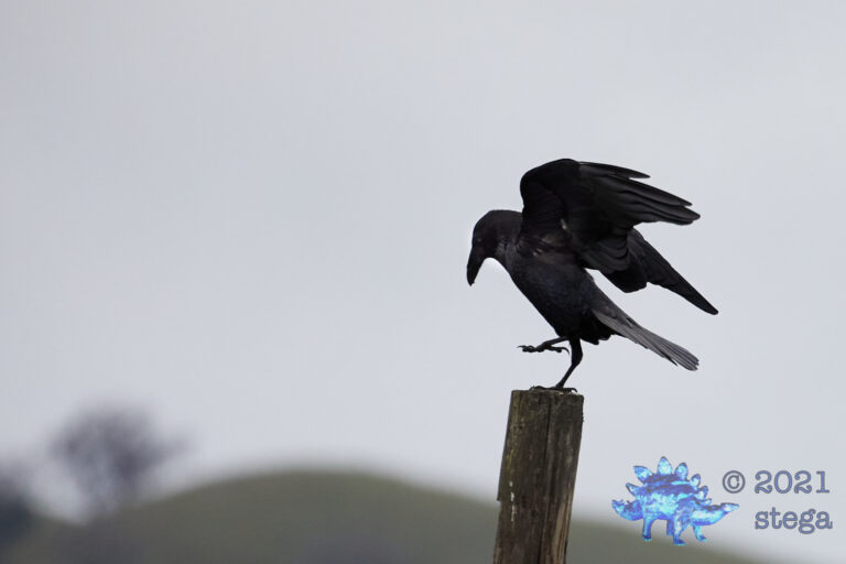 Common Raven