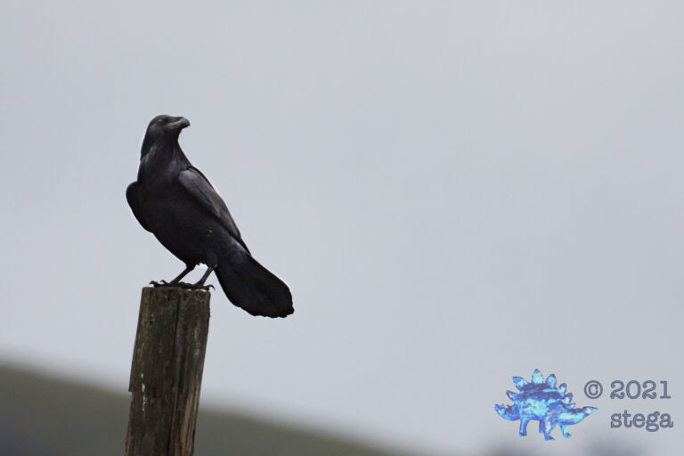 Raven