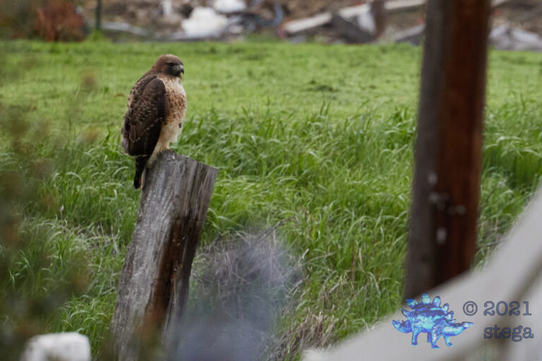 Red-Tailed Hawk
