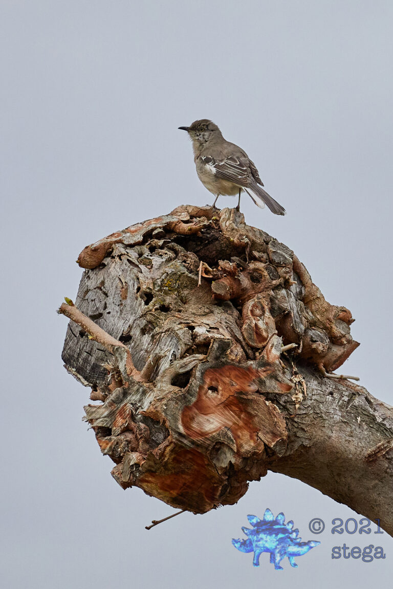 Northern Mockingbird