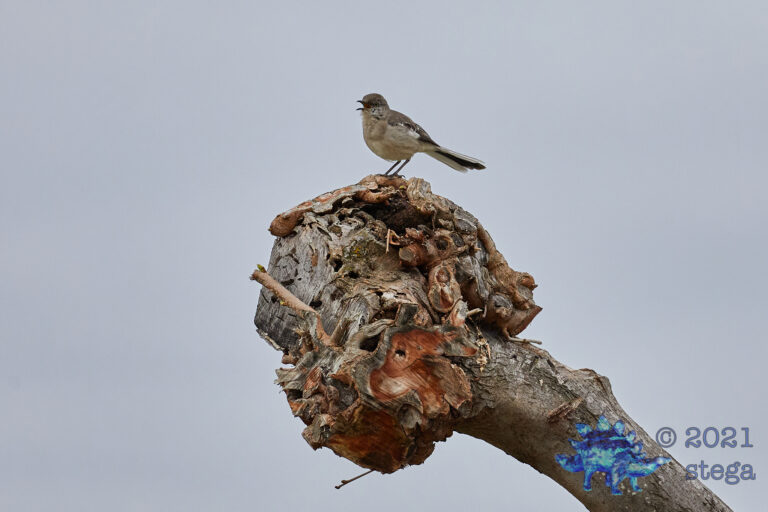 Northern Mockingbird