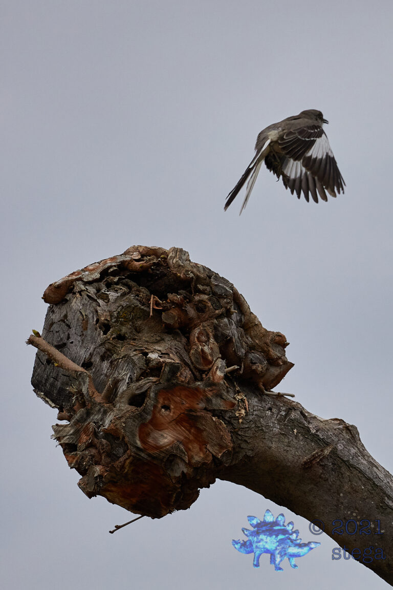 Norther Mockingbird