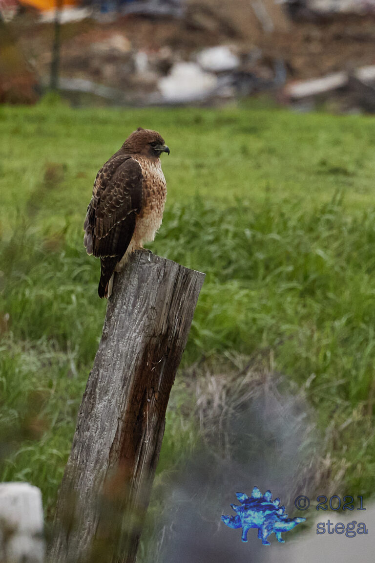 Red-Tailed Hawk