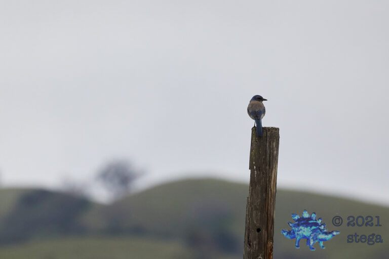 California Scrub Jay