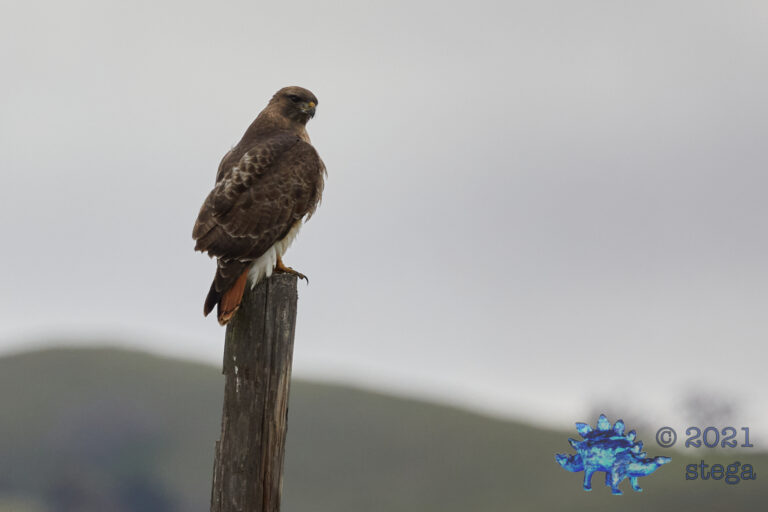 Red-Tailed Hawk