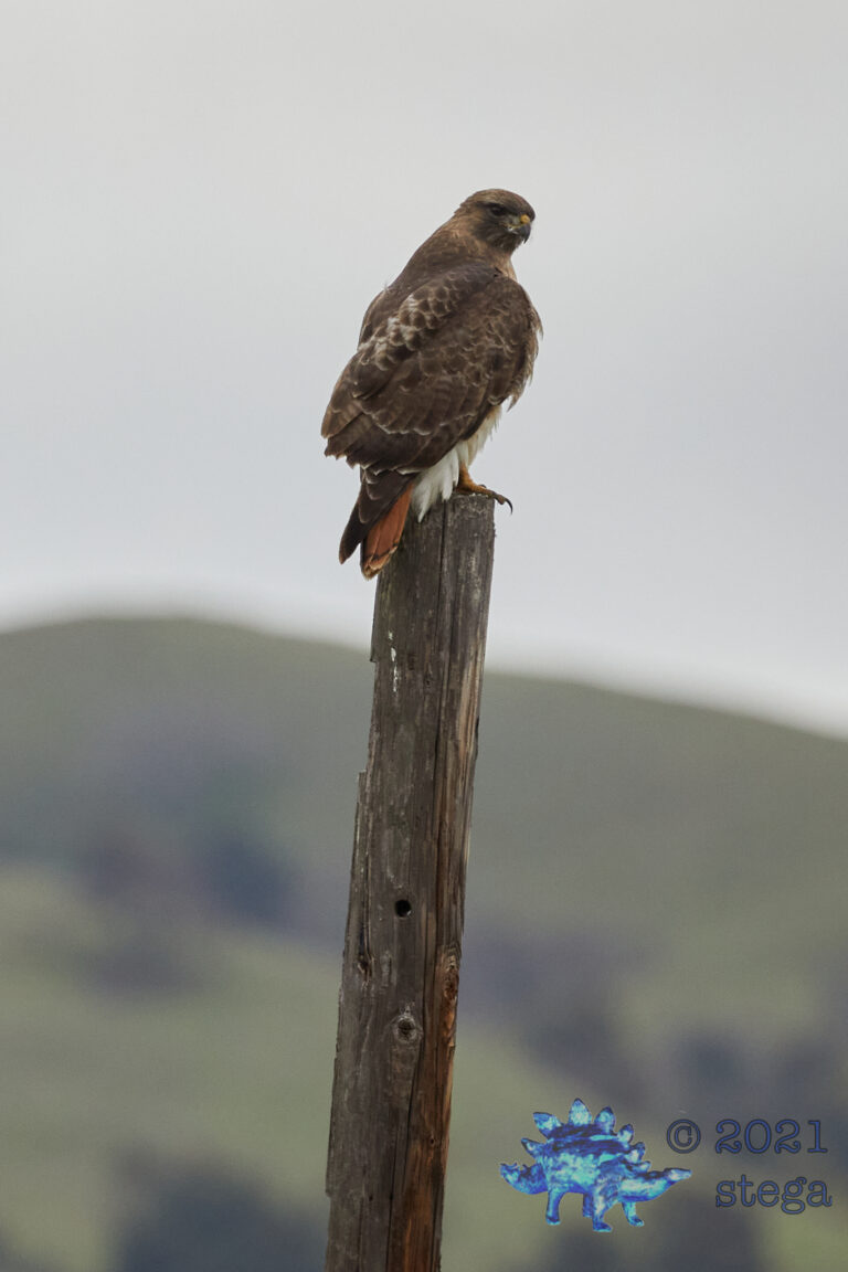 Red-Tailed Hawk