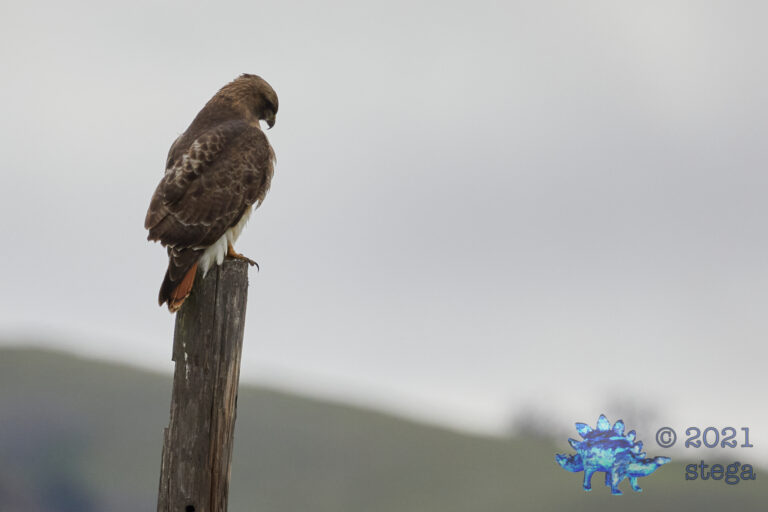 Red-Tailed Hawk