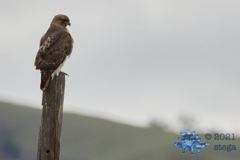 Red-Tailed Hawk