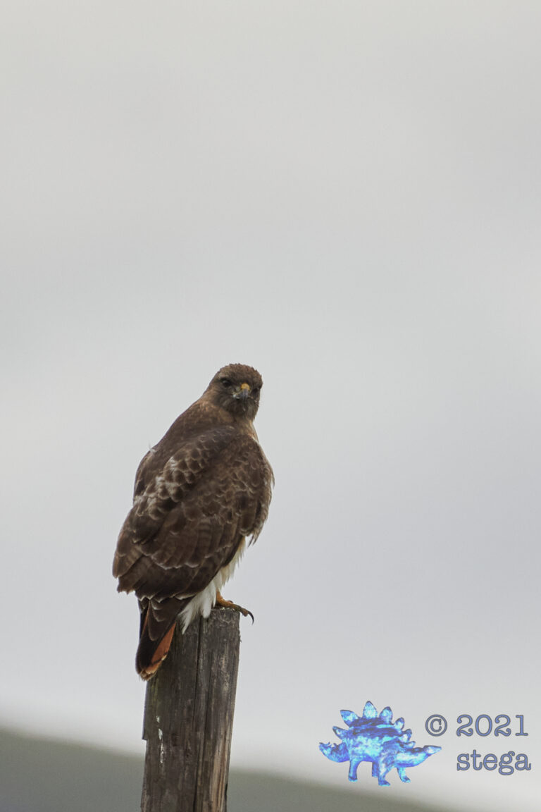 Red-Tailed Hawk