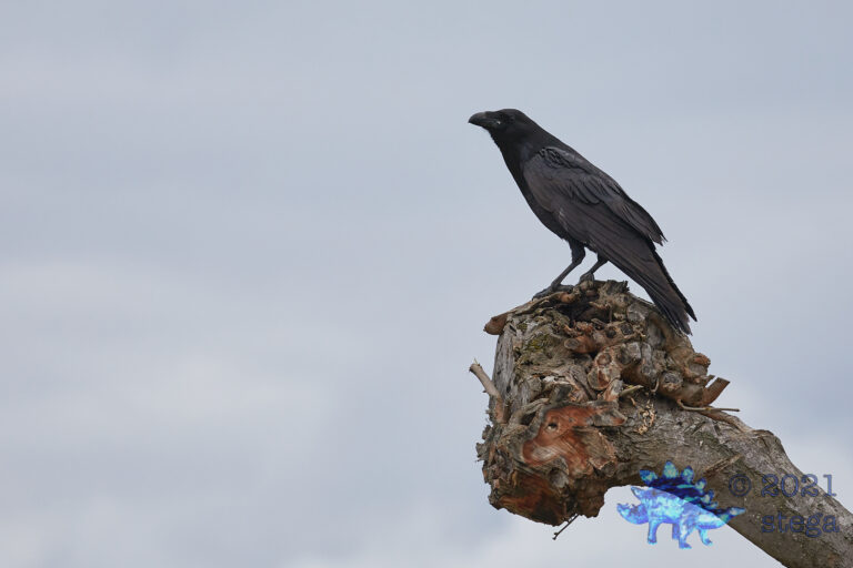 Raven