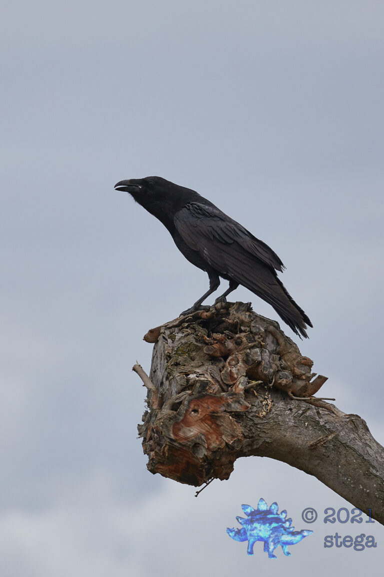 Raven