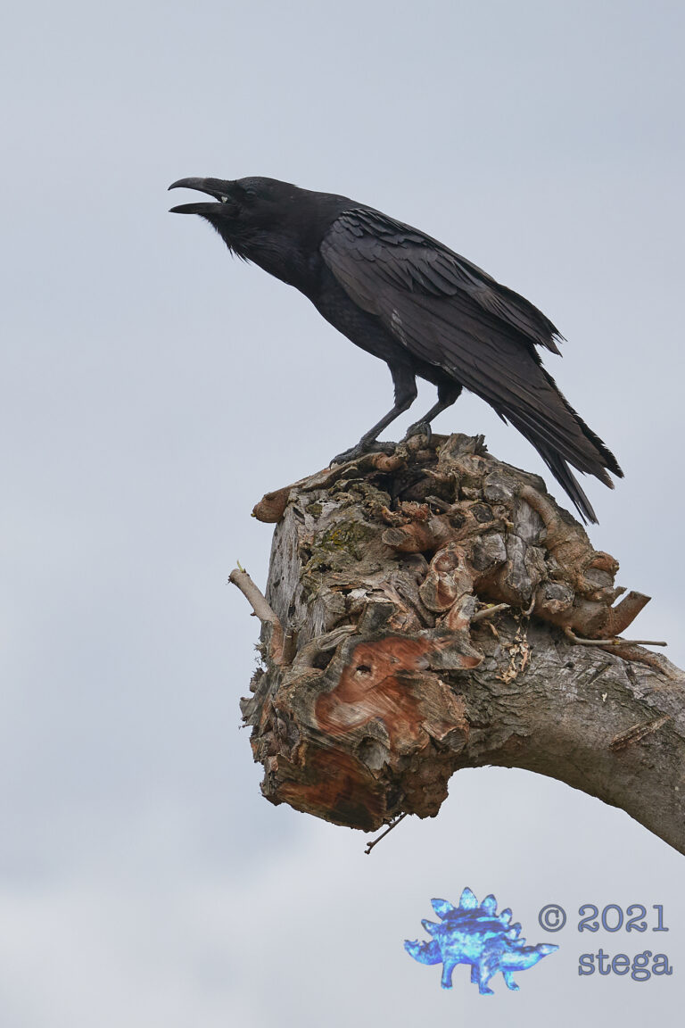 The Raven Says….