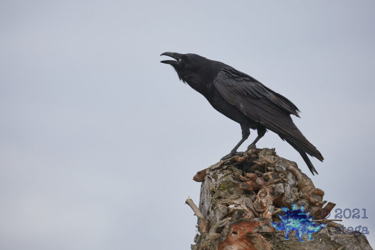 Raven