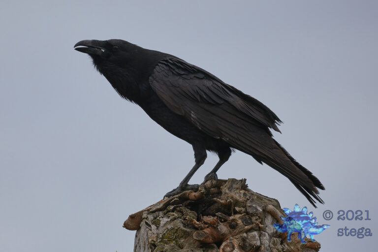 Common Raven