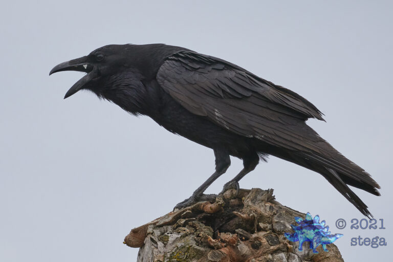 Common Raven