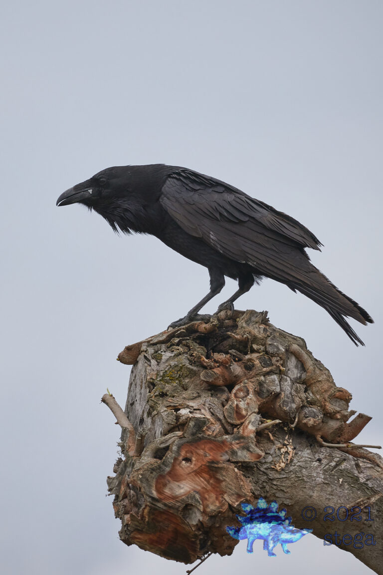 Raven