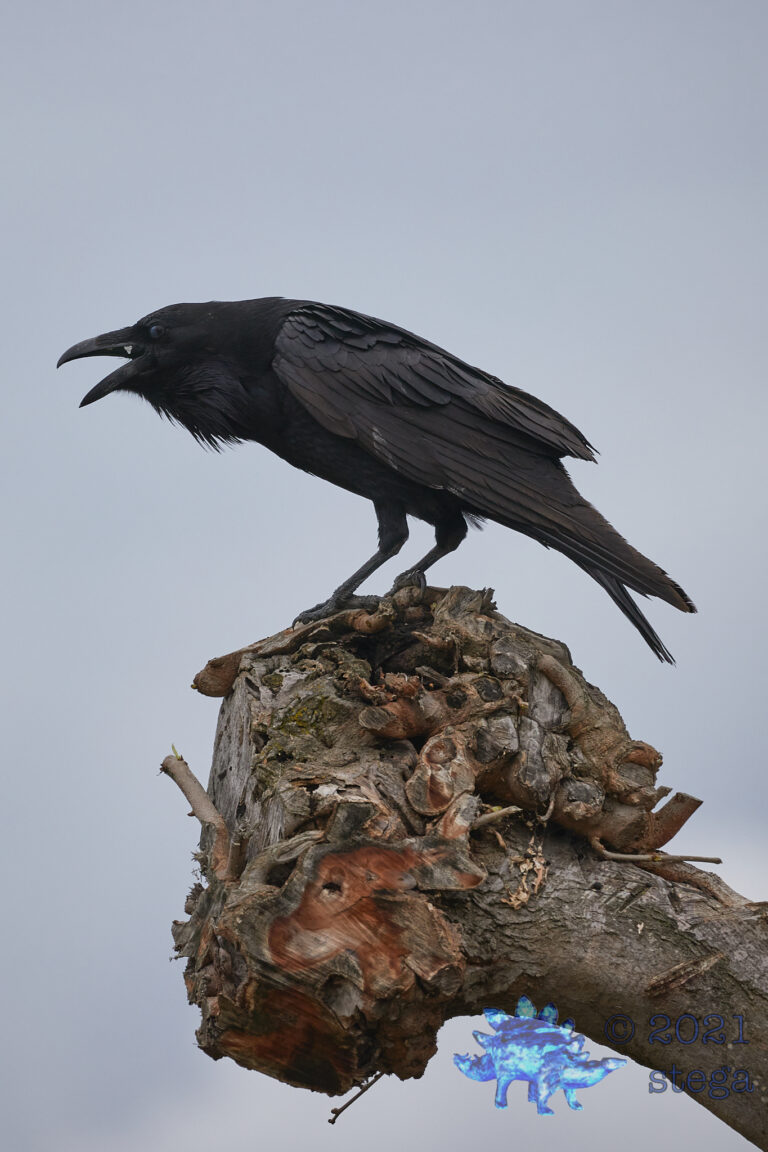 Raven