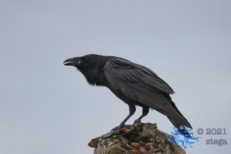 Common Raven