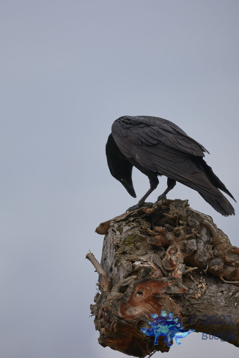 Raven