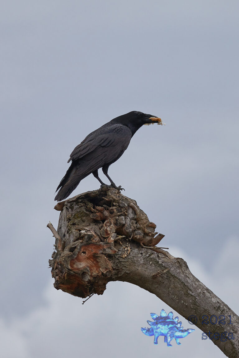 Common Raven