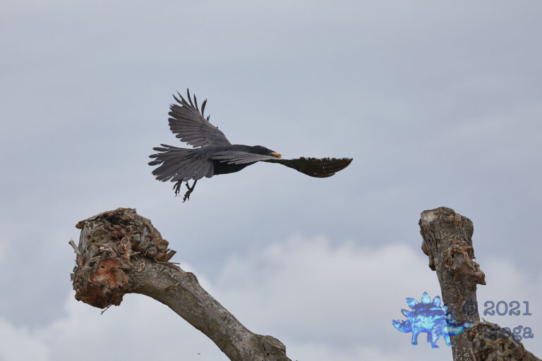 Raven