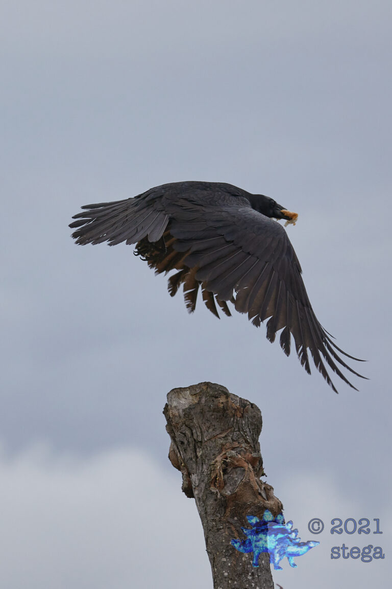 Common Raven