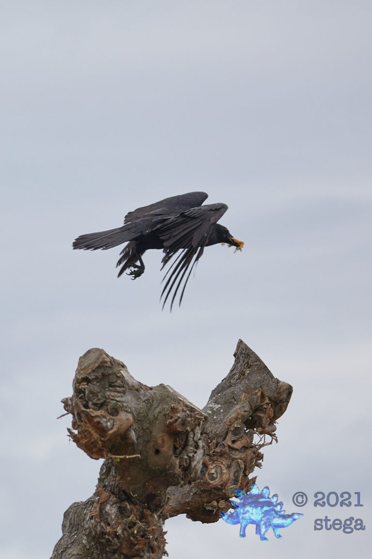 Raven