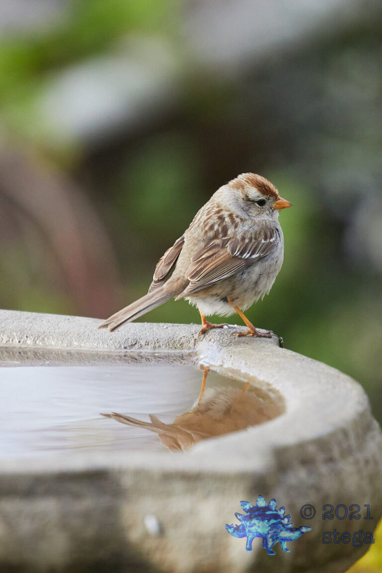 White-Crowned Sparrow