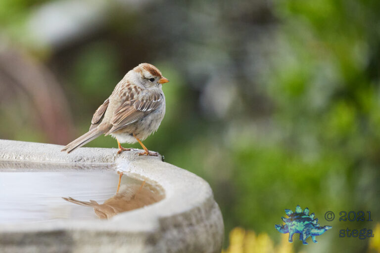 White-Crowned Sparrow