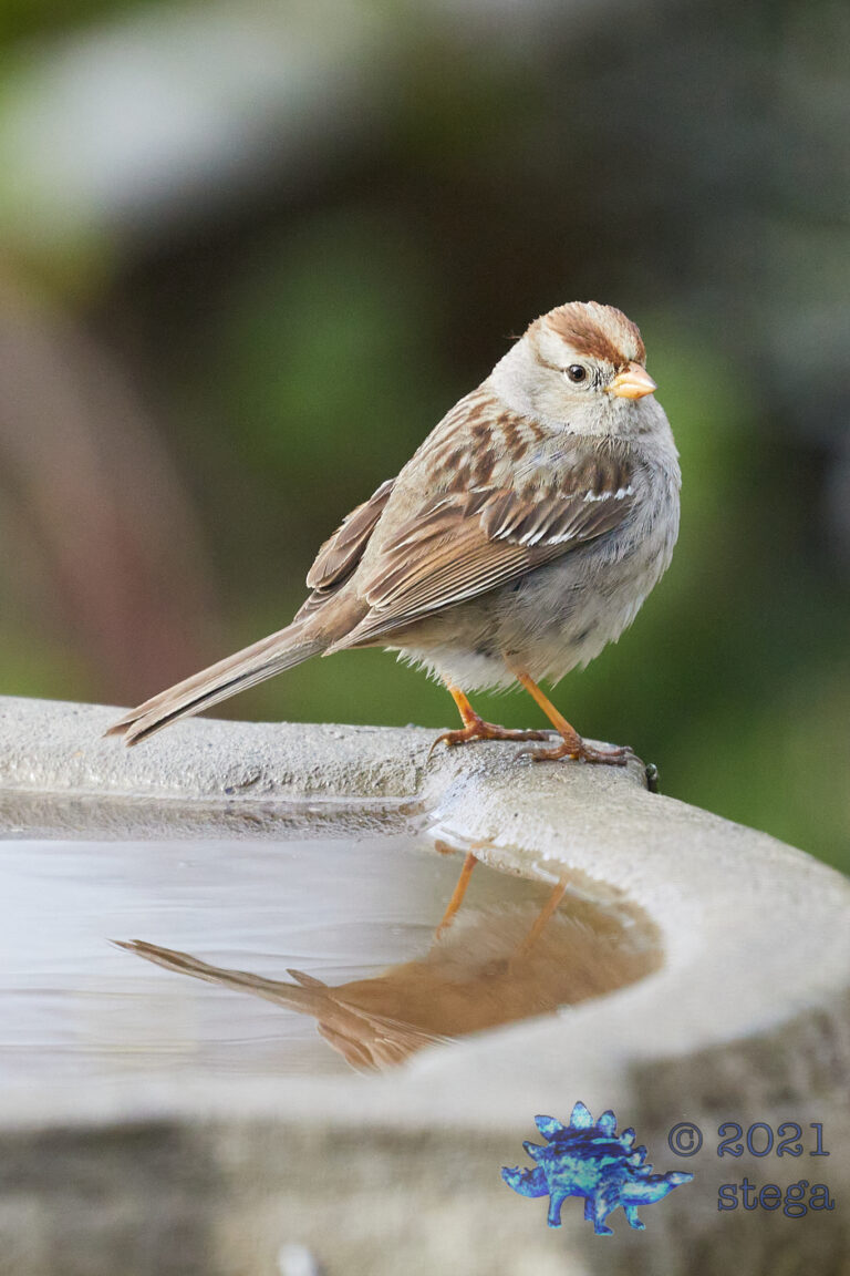 White-Crowned Sparrow