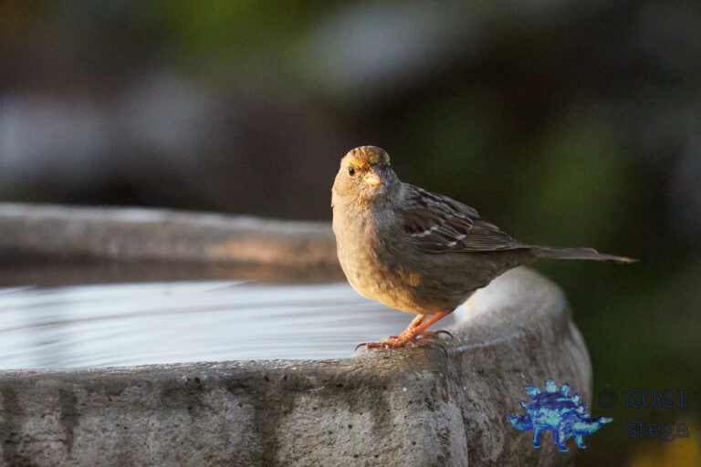 Gold-Crowned Sparrow