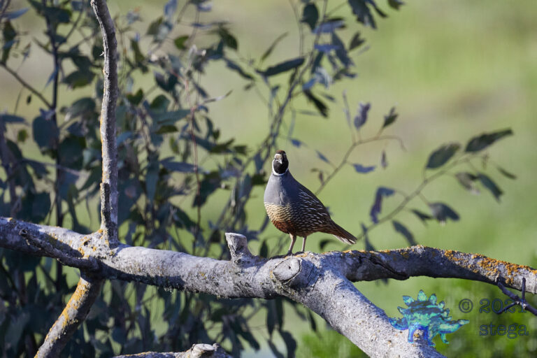 California Quail