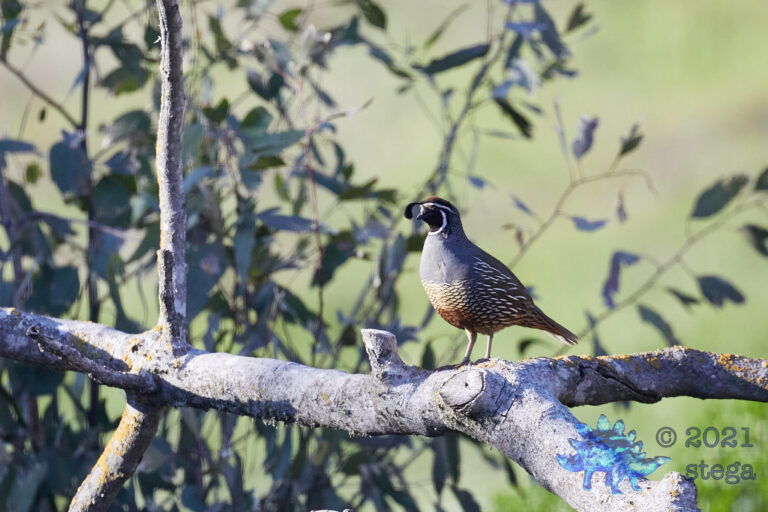 California Quail