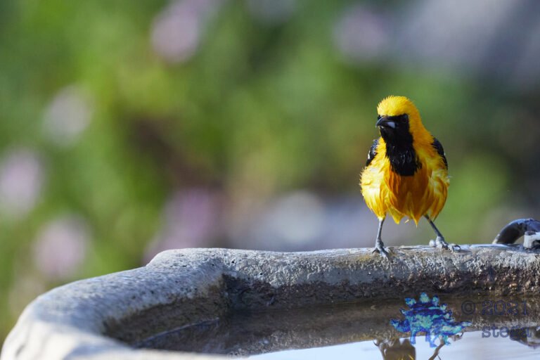 Hooded Oriole
