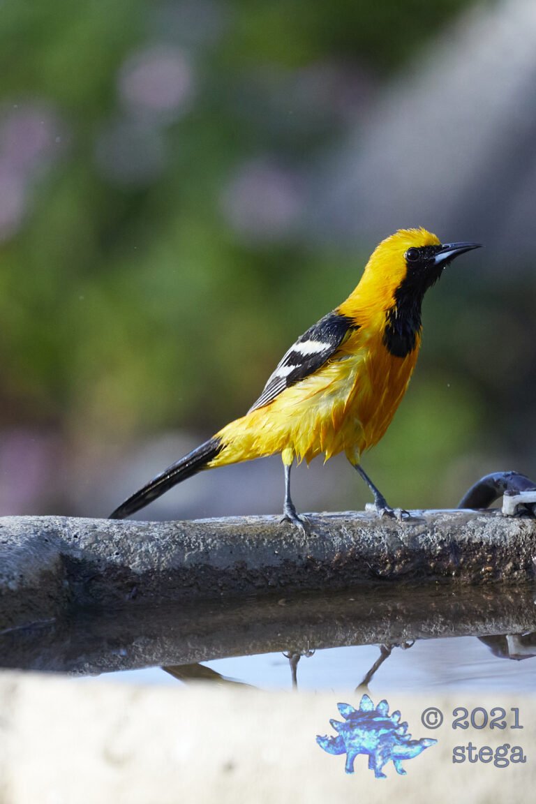 Hooded Oriole
