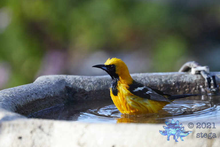 Hooded Oriole