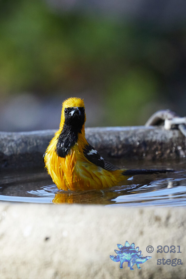Hooded Oriole