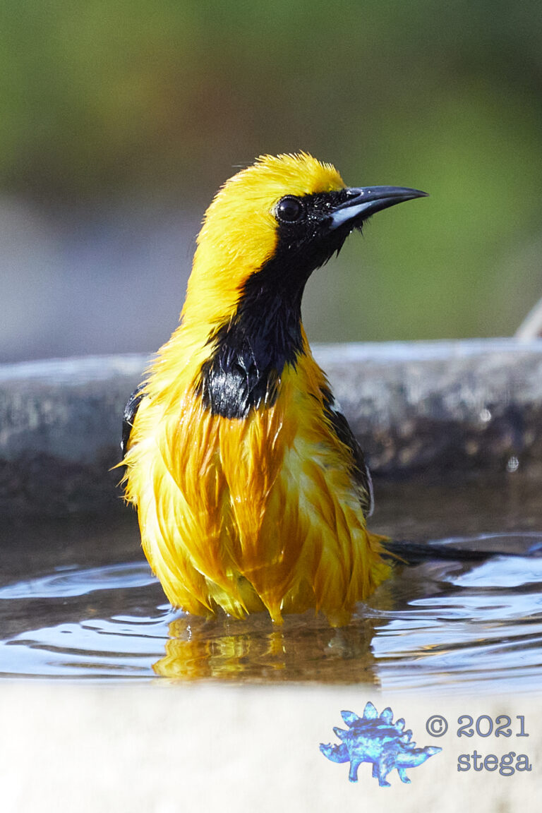 Hooded Oriole