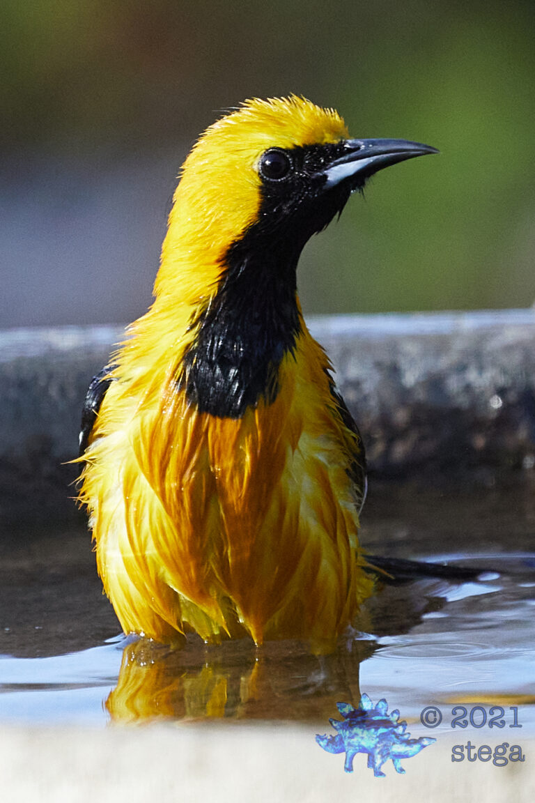 Hooded Oriole
