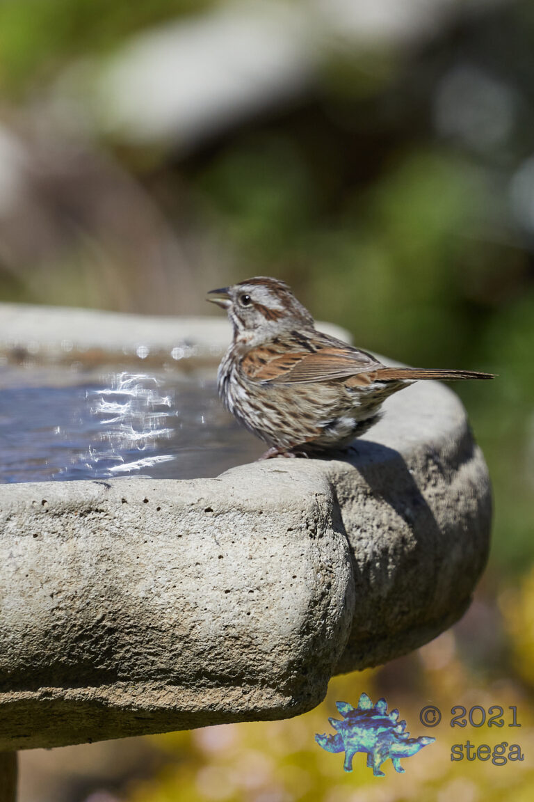 Song Sparrow