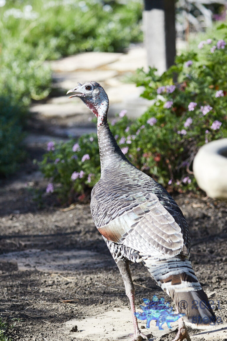 Wild Turkey