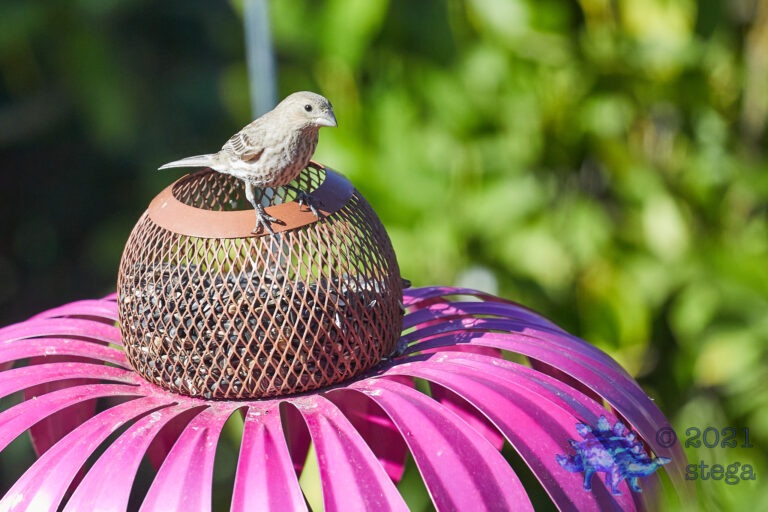House Finch