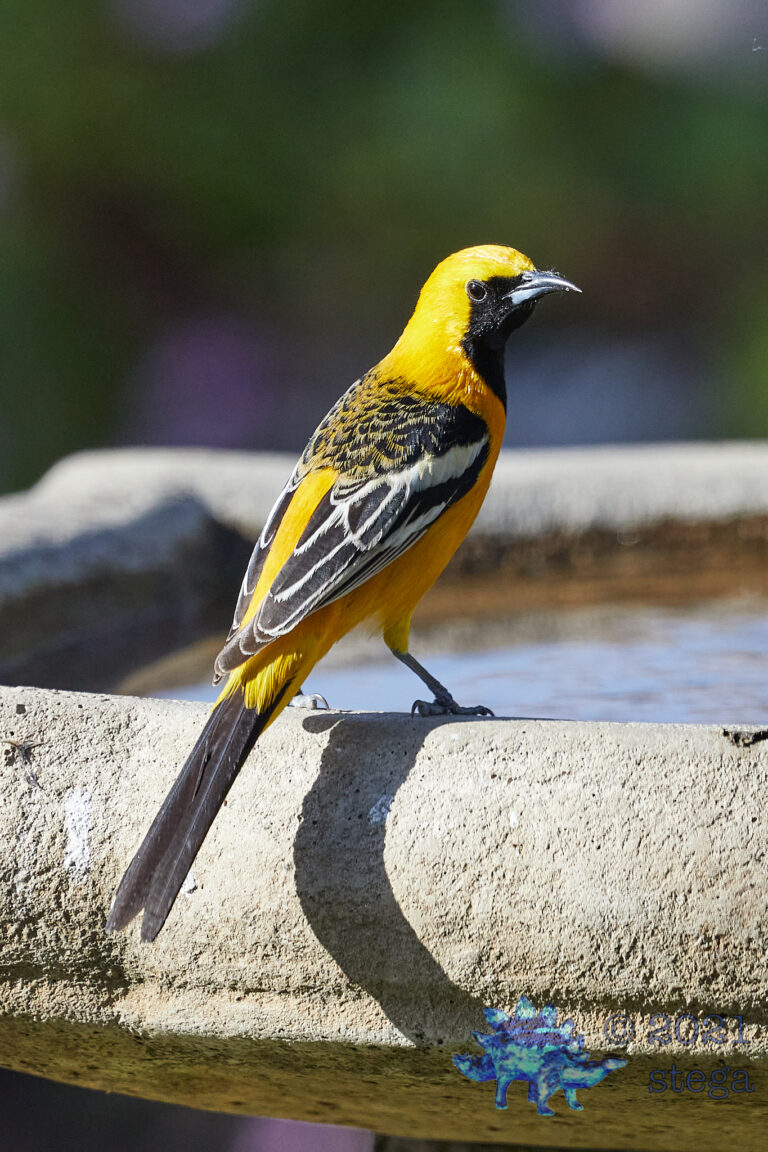 Hooded Oriole