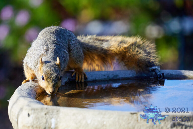Fox Squirrel