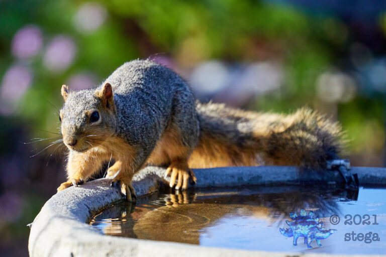 Fox Squirrel