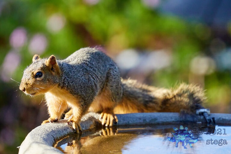 Fox Squirrel