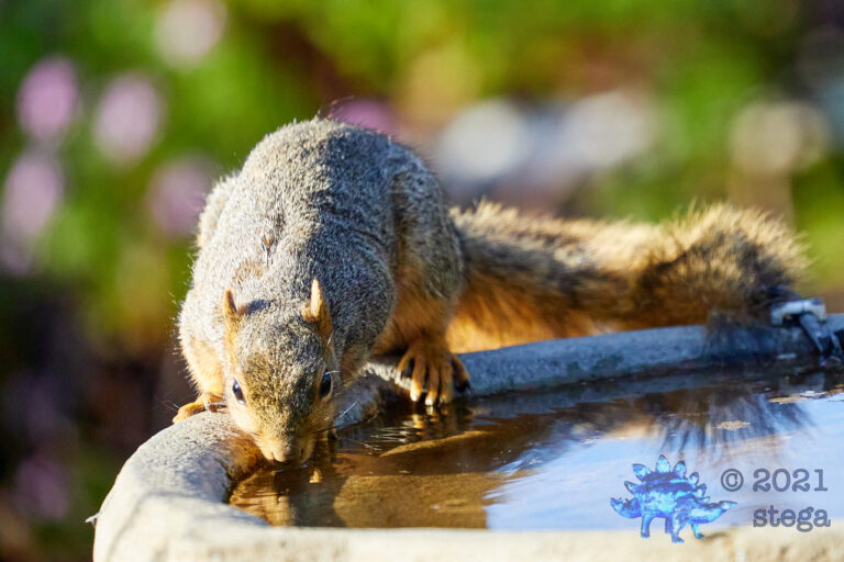 Fox Squirrel